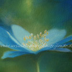 Blaue Blume 1