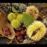 Chestnut