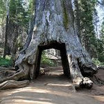 Giant Sequoia
