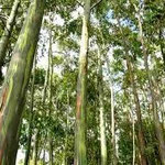 Eucalyptus