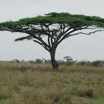 Acacia