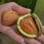 Walnut Tree