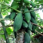 Paw Paw