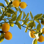 Lemon Tree