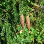 Fir Tree