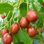 Jujube Tree
