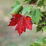 Maple