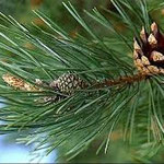 Pine Tree