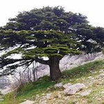 Cedar