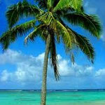 Palm Tree