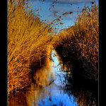 Albufera de Muro
