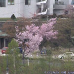 旧板谷邸内の桜