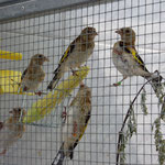 Naturfarbig