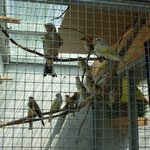 Jungvögel 2011