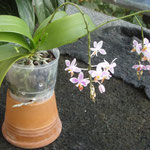 Phalaenopsis equestris