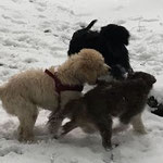 Hundefreunde