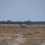 Ein einsamer Oryx