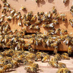 Das erste Bienenvolk (Kunstschwarm) ist eingezogen. Leider hat es nicht lange überlebt, nachdem die Königin weg war :( 