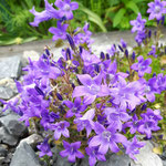 Glockenblume (campanula portenschlagiana) Es gibt extra auf Glockenblumen spezialisierte Wildbienen