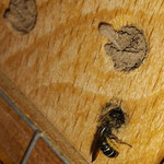 Hier verschließt eine Wildbiene ihre Brutröhre mit feuchtem Lehm, der während des Trocknens aushärtet und so die Brut schützt.