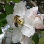 Honigbiene an Apfelblüte 12.04.2014