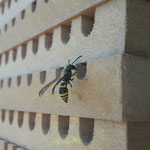Bei diesem Typ von Wildbienenhotel werden mehrere Bretter mit entsprechend ausgefräster Nut fest übereinander geschnallt.