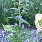 Natternkopf (echium vulgare) Ein wahrer Insektenmagnet, der in keinem Garten fehlen sollte