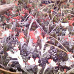 Becherflechte (Cladonia floerkeana)