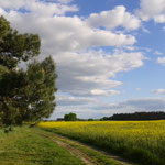 Spazieren in wunderschöne Natur - Niederer Fläming