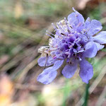 Die Scabiosa ist eine der Raritäten - Foto: P. Sell