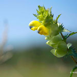 Die schönen Blüten des Klappertopf   -                             Foto: W. Ewert