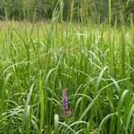Dieses Jahr stand das Gras besonders hoch.    Foto: agr