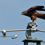 Ein Seeadler beobachtet uns - und wir ihn