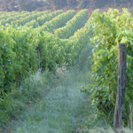 Armagnac von unserer Domaine de Saoubis