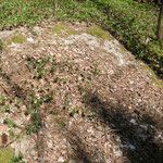 Überreste einer Steinplatte. Vermutlich aus dem Saalbau (Palas)