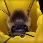 Kleine Biene in Osterblume mit Laowa 25mm 2.8 mit 2x mit Blende 11 und 1/40s Belichtung (17 Einzelaufnahmen)