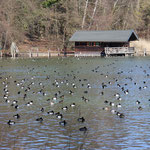 Wasservögel an der Roseninsel im Starnberger See