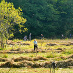 Landschaftspflege: Abheuen der Barthwiese