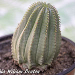 Euphorbia cv William Denton