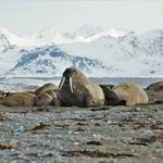 Walross (Odobenus rosmarus), Spitzbergen (2017)