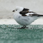 Schneeammer (Plectrophenax nivalis), Nordatlantik (2017)