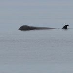 Nördlicher Entenwal  (Hyperoodon ampullatus), östlich von Gröndland (2017)