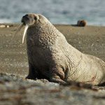 Walross (Odobenus rosmarus), Spitzbergen (2017)