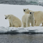 Eisbären (Ursus maritimus), Packeis vor Spitzbergen (2017)