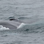 Finwal (Balaenoptera physalus), östlich von Island (2017)