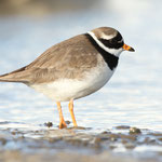 Sandregenpfeifer (Charadrius hiaticula), Spitzbergen (2017)