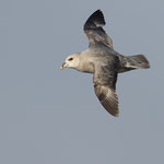 Eissturmvogel (Fulmarus glacialis), Nordatlantik (2017)