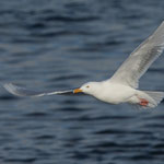 Eismöwe (Larus hyperboreus), Packeis nähe Spitzbergen (2017)