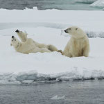 Eisbären (Ursus maritimus), Packeis vor Spitzbergen (2017)