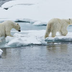 Eisbären (Ursus maritimus), Packeis vor Spitzbergen (2017)